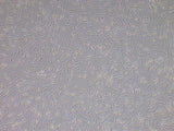 Novel Farms Porcine Fibroblasts 100% Iberico