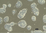 Roslin Porcine iPSC (Induced Pluripotent Stem Cells)