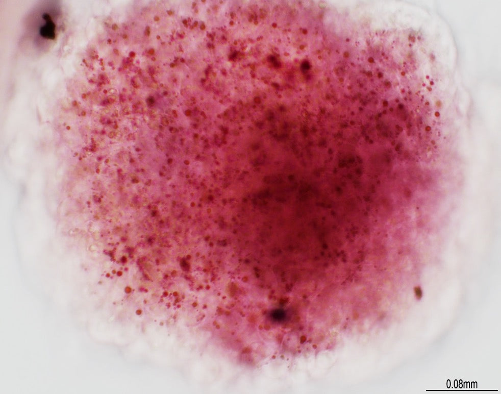 Roslin Porcine iPSC (Induced Pluripotent Stem Cells)