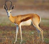 <tc>WildBio</tc> קו תאי מיובלסט ספרינגבוק – שריר