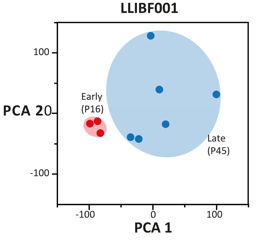 <tc>Livestock Labs</tc> Rinderfibroblasten